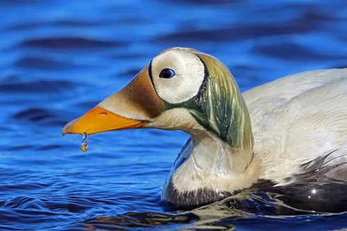 Ærfugl