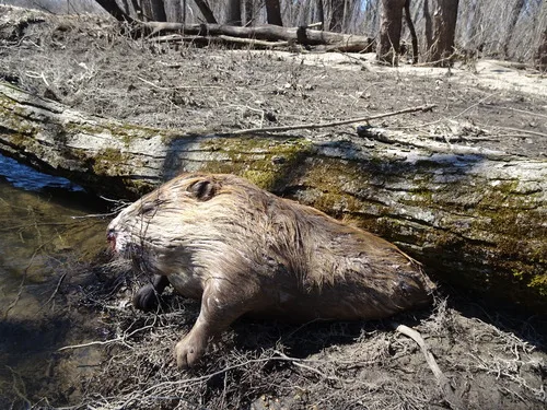 Bever