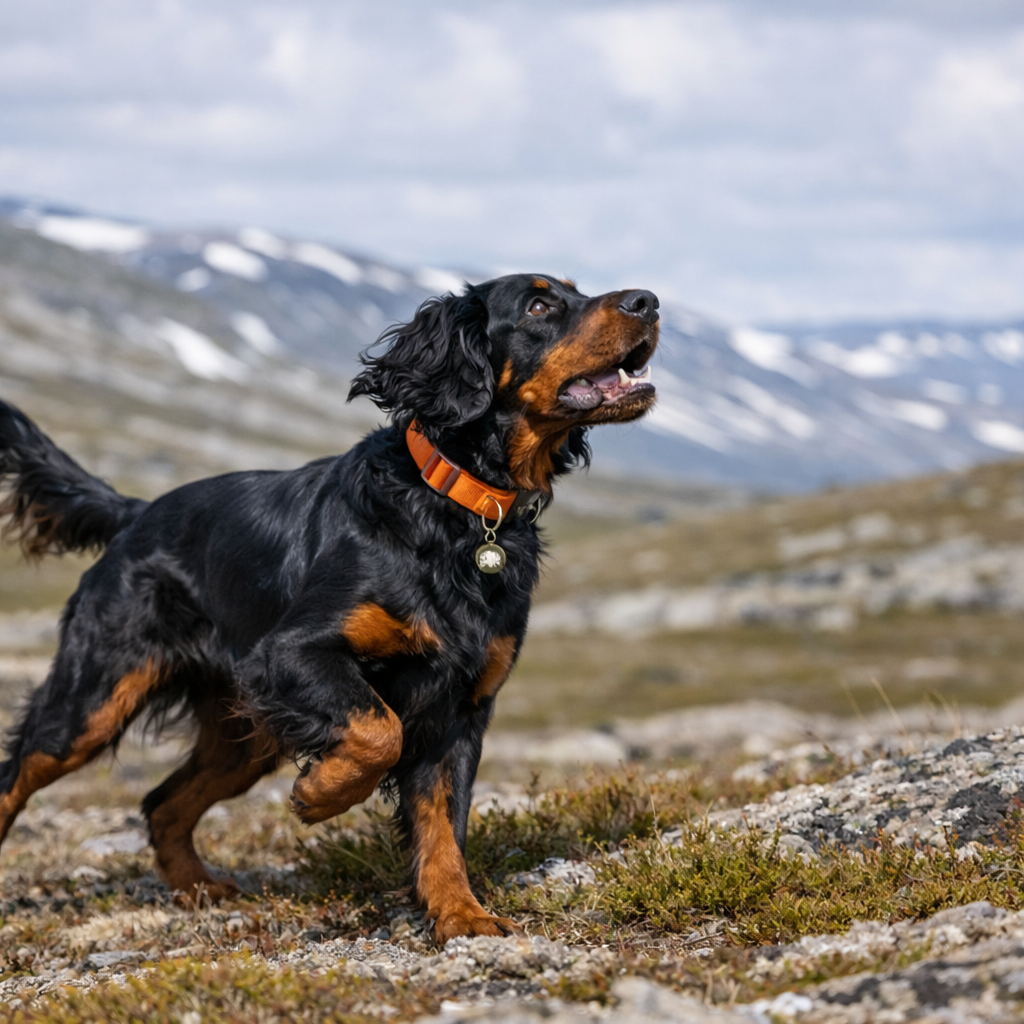 Gordon setter