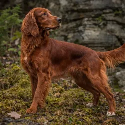 Irsk setter