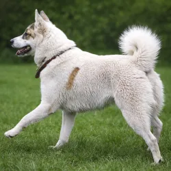 Laikaraser
