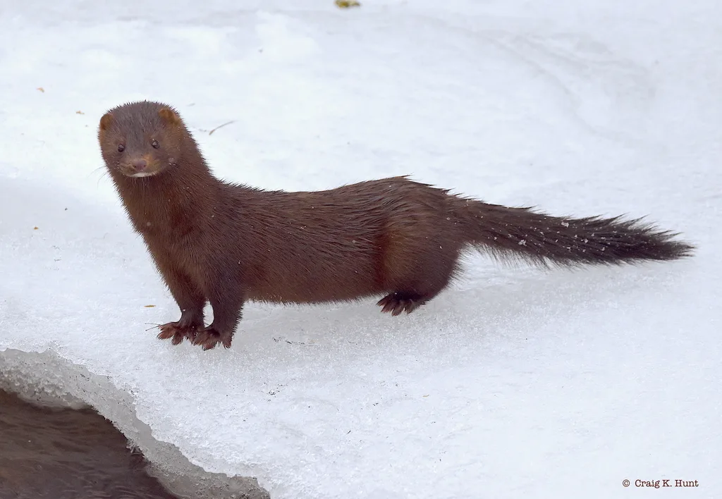 Mink