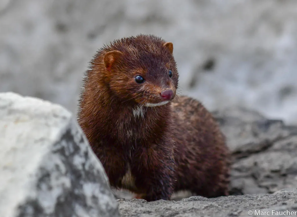 Mink 2