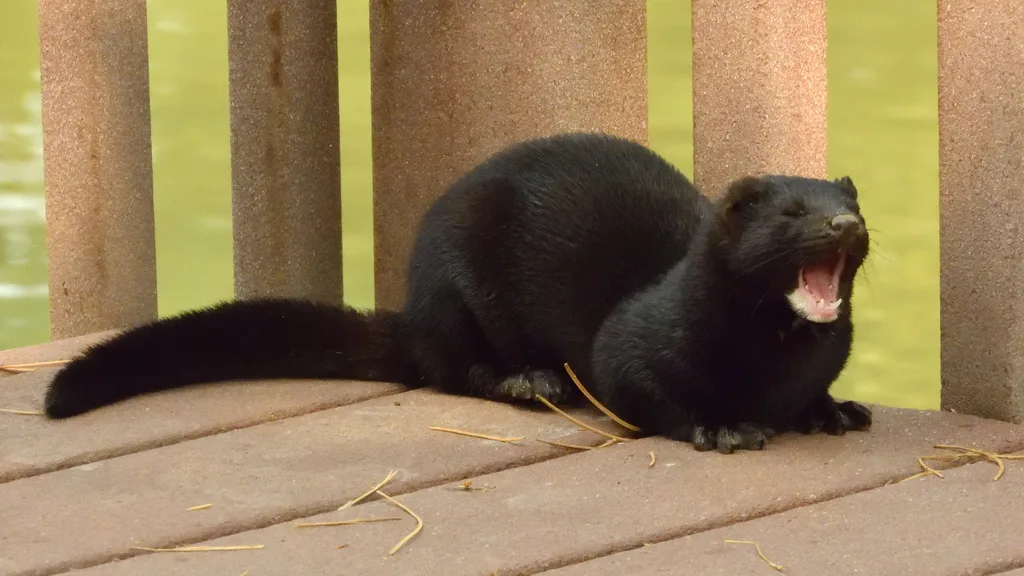 Mink 3